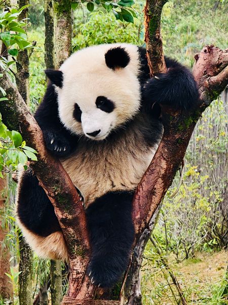 1761880355115148.jpg 熊猫11.jpg